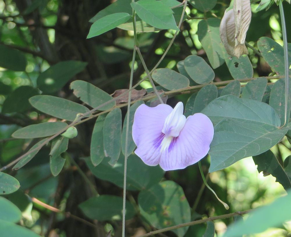 Pois bleu (Clitoria ternatea), fleur clitoris : plantation, entretien