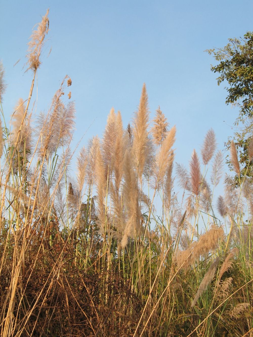 Saccharum arundinaceum | Pha Tad Ke Botanical Garden