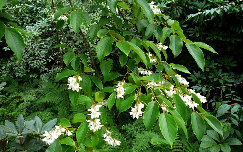 Styrax tonkinensis | Pha Tad Ke Botanical Garden