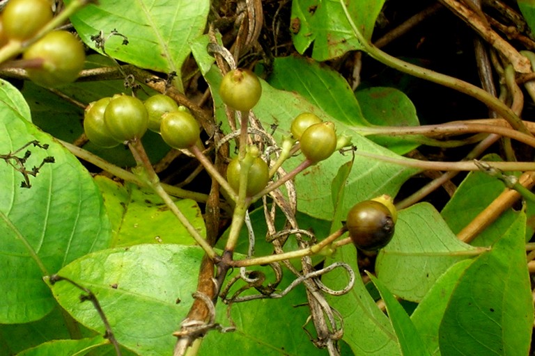 Paederia foetida | Pha Tad Ke Botanical Garden