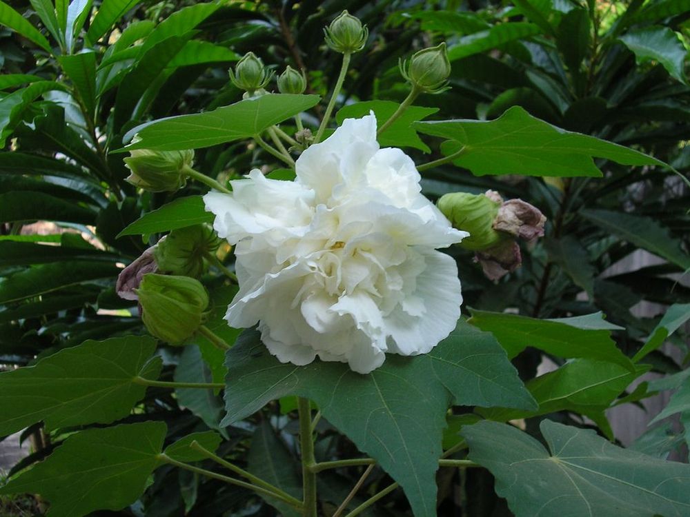 Hibiscus rosa-sinensis  Pha Tad Ke Botanical Garden