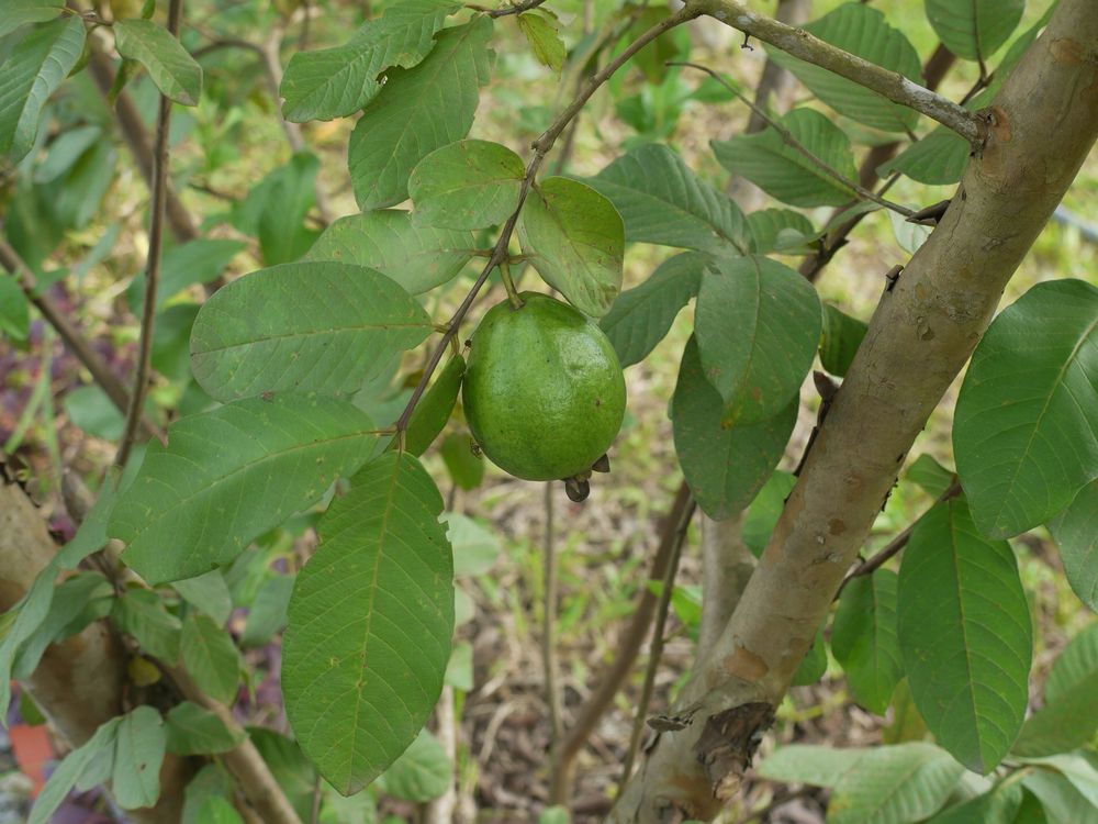 Psidium guajava | Pha Tad Ke Botanical Garden