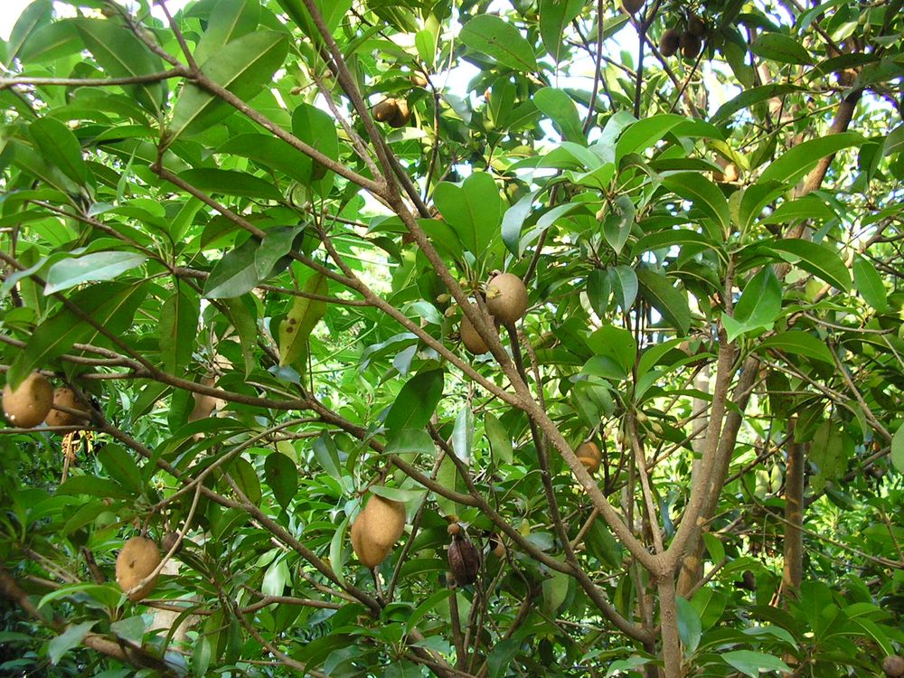 Manilkara zapota | Pha Tad Ke Botanical Garden