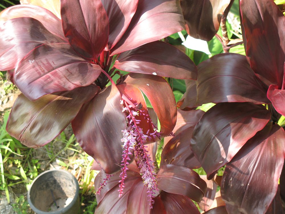 Cordyline fruticosa | Pha Tad Ke Botanical Garden