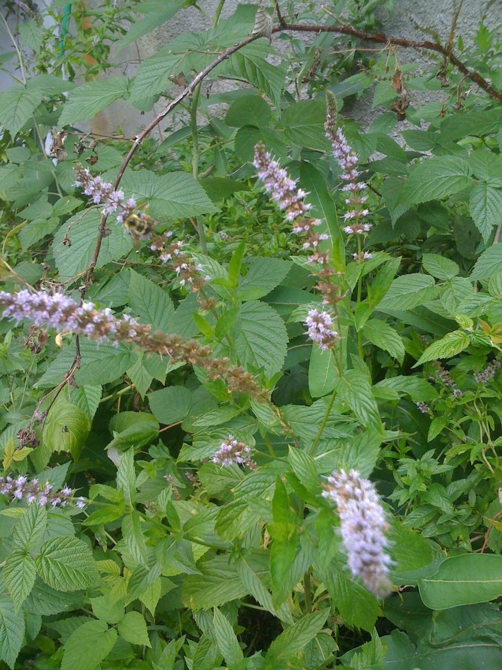 Mentha spp. | Pha Tad Ke Botanical Garden