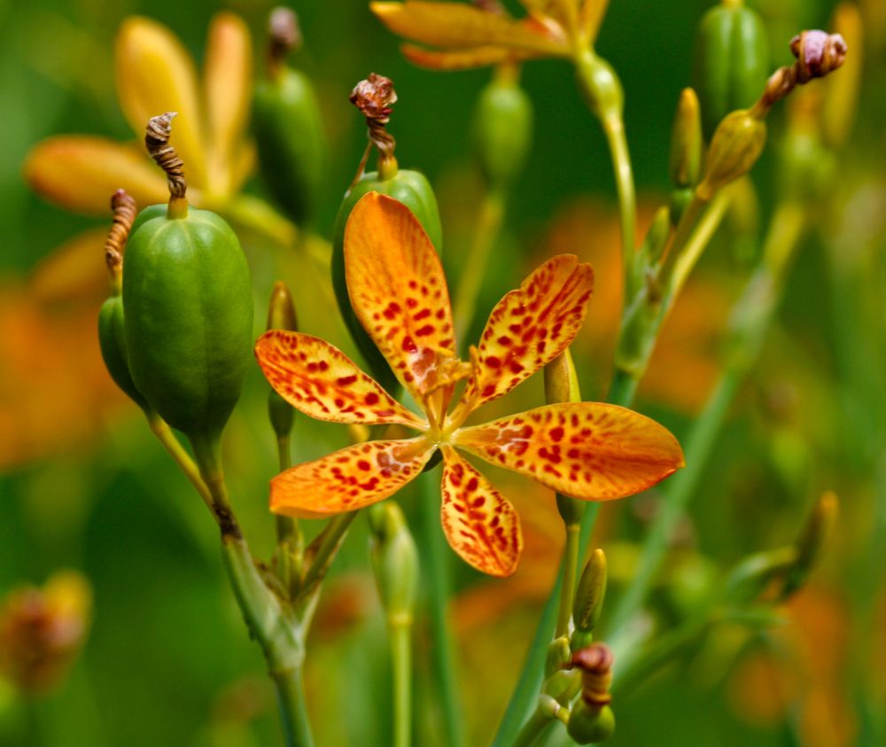 Iris domestica | Pha Tad Ke Botanical Garden